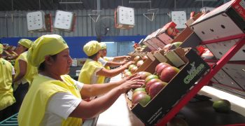 Slump in Peru mango exports so far this season