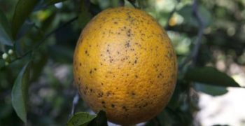Evidence of citrus black spot in Europe contested