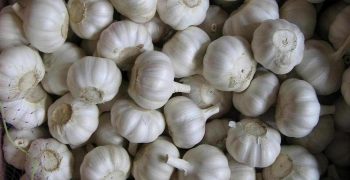 China’s garlic export volumes grow 8.8% but fall 5.8% in value