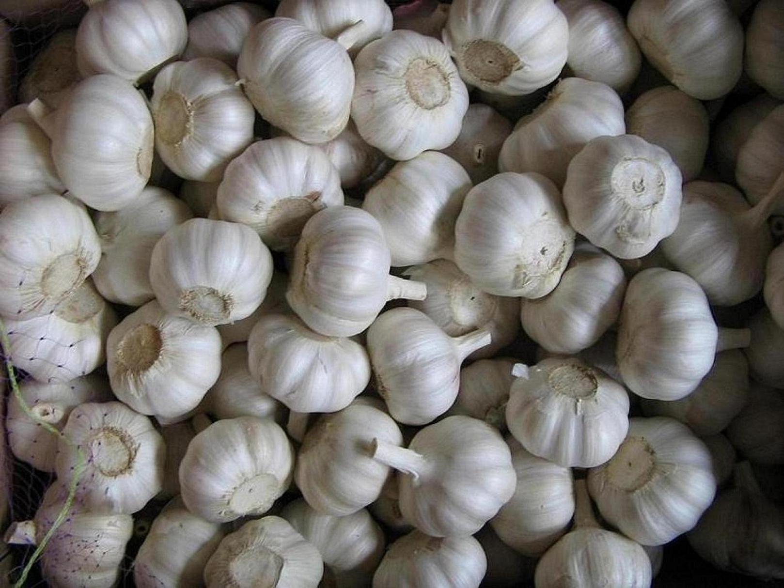 garlic china