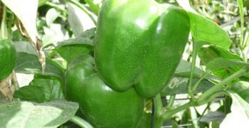 Henan Wanbang Market: green pepper price continues to rise