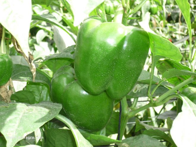 pimiento verde