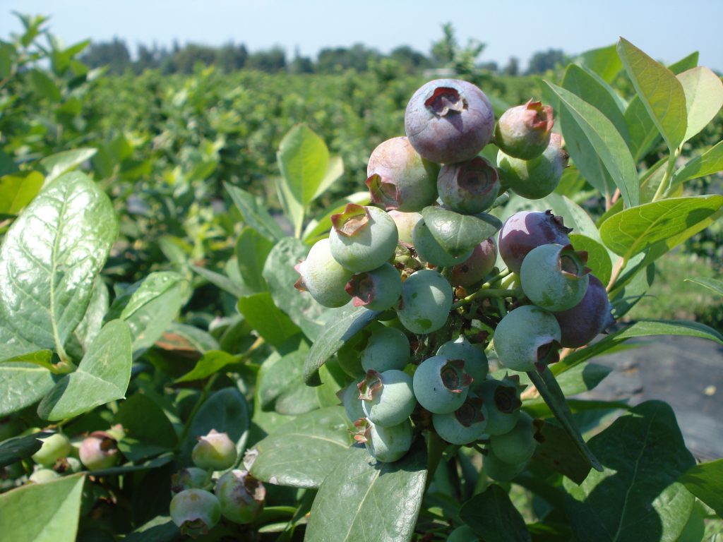 BERRIES argentina EARLY CROP