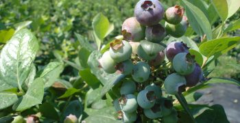 Peru’s blueberry exports soar by 48% to US$356 million