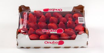 Spanish strawberries obtained higher prices in early 2016/17