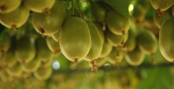 Stricter quality parameters for Chilean kiwi
