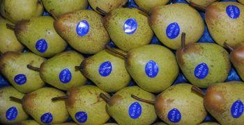 Spanish pear production continues to dwindle