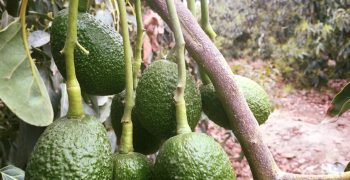 Avocados continue to win over ever more Chinese consumers