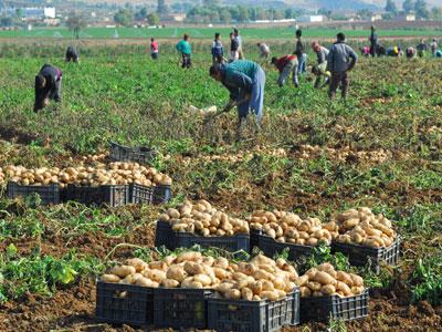 algeria-agriculture