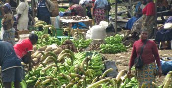 Cameroon’s banana giant PHP’s revenues fall €10 million due to land issues