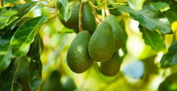 First New Zealand avocados land in China