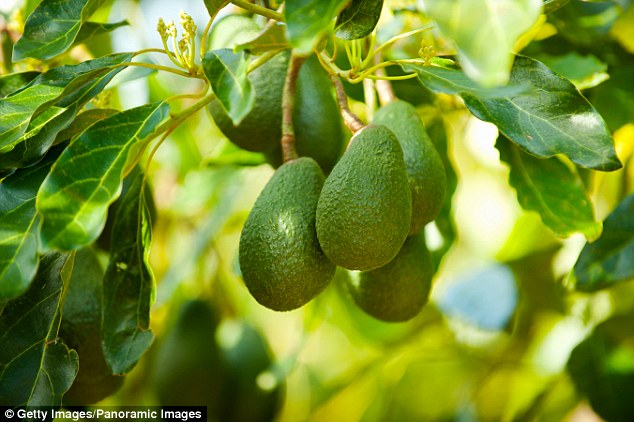 new zeland avocado