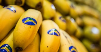Canarias banana, Jerte cherry and Ribera del Xúquer persimmon join forces to promote EU Quality Brands
