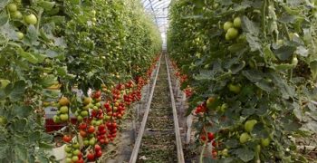 European Commission to provide further support to Canary Islands Agriculture