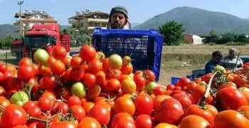 Russian regulator allows five more Turkish enterprises to supply tomatoes to Russia