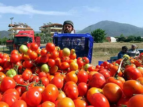 tomato turkey