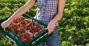 German farmers expand organic production to serve growing demand