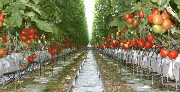 Spain’s tomato and potato production rose in 2017