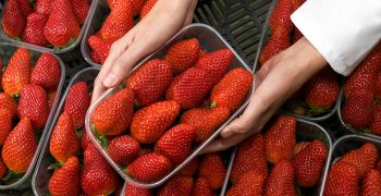 Huelva’s berry sector accounts for over half its agricultural production