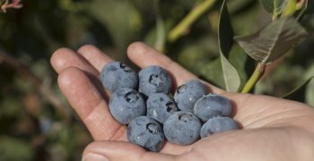 Record year for exports of Chile’s blueberries