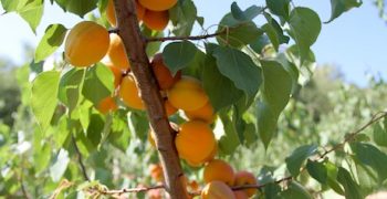 Frost damage to stone fruits in Italy’s Basilicata