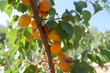 Basilicata fruta de hueso