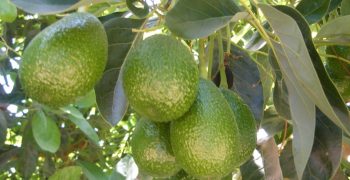 Chile’­s exports of avocados to Australia move a step closer