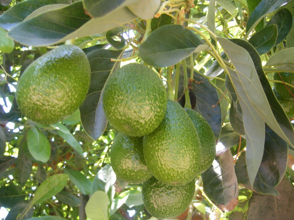 DSCF4212 Hass avocado on the tree