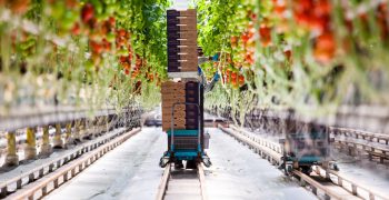 Dutch greenhouses at the forefront of geothermal technology