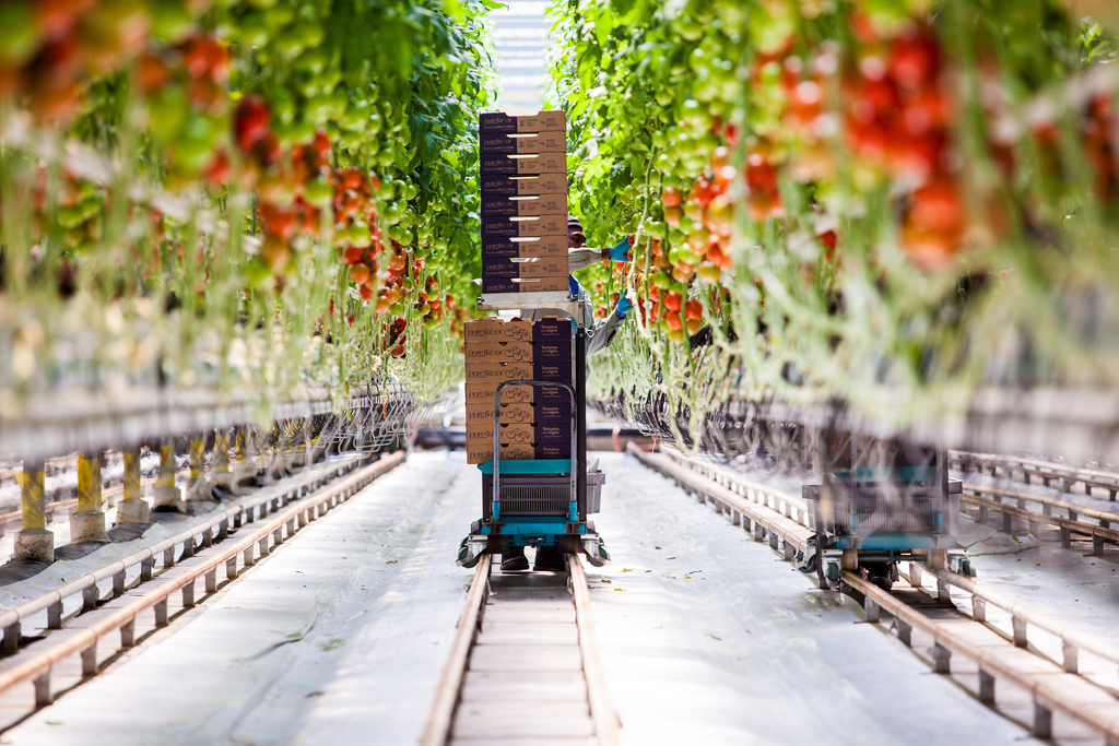 Greenhouse_tomatoes