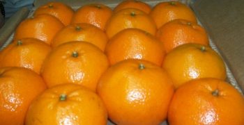 Spain’s production of citrus fell in 2017  