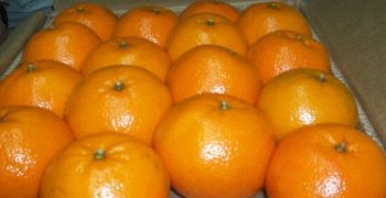 Spain’s production of citrus fell in 2017