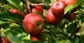 Organic Posy apples make Chinese debut