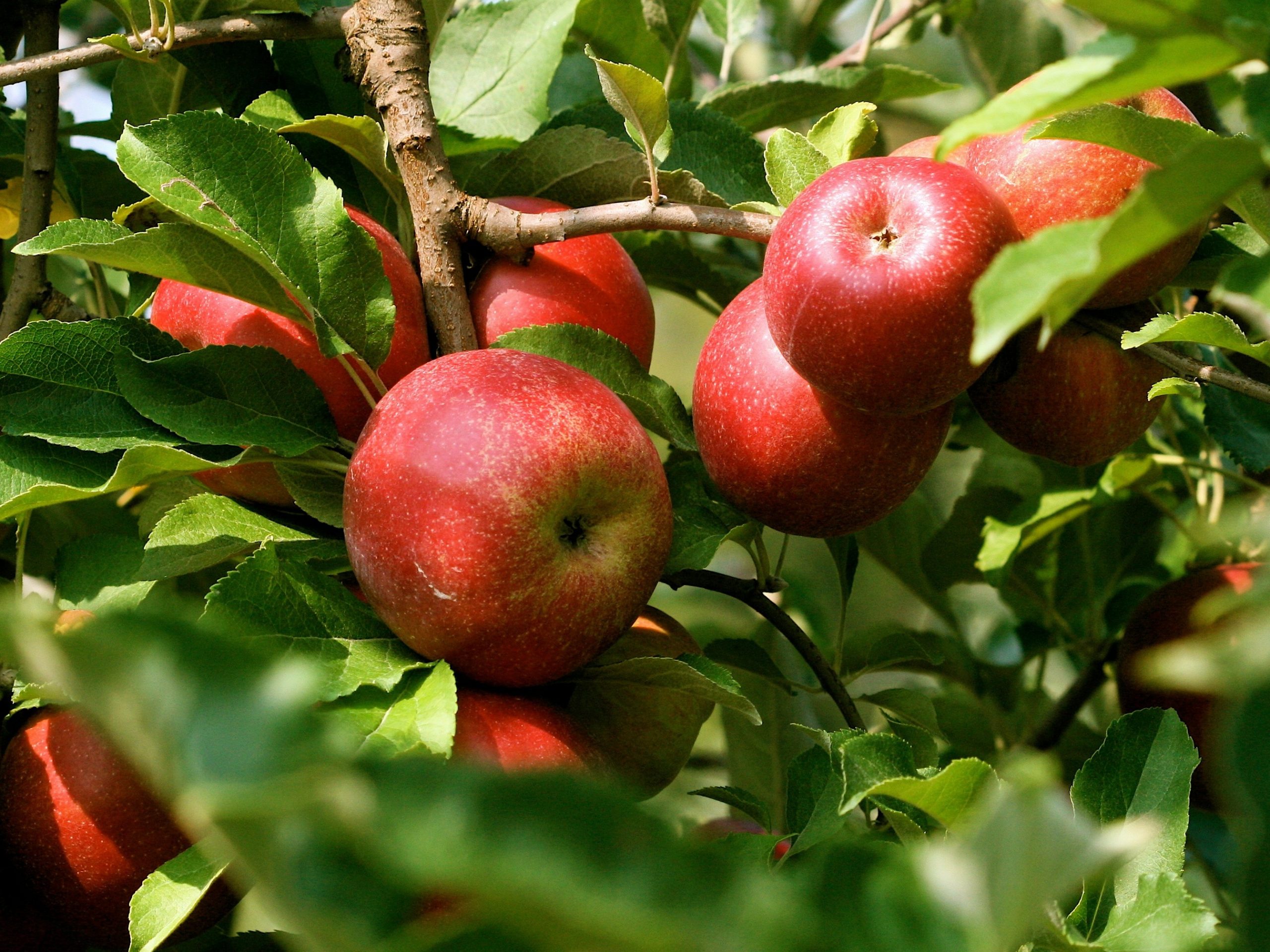 Organic Apples  Bostock New Zealand