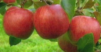 Australia’s apple and pear industry targets sharp increase in exports