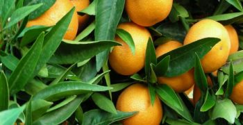 World citrus community continues efforts to supply safe, high quality, nutritious citrus fruit to consumers around the world amid COVID-19 outbreak