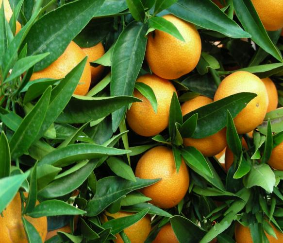 corsica citrus