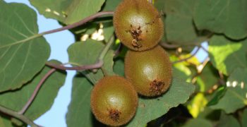 Sales of New Zealand kiwi hit 430,000 tons