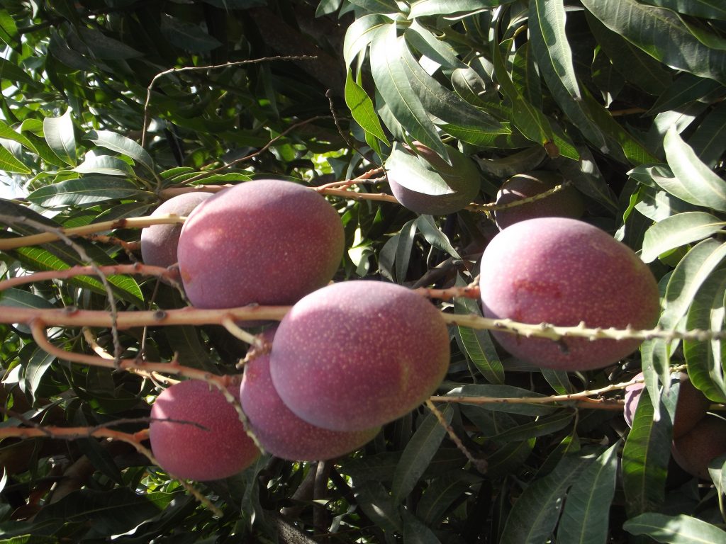 125TROP mangos