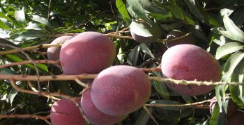 Exports of Andalusian avocado and mango rise in value