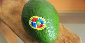 The Dominican Republic sees fast growth in avocado exports