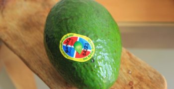 The Dominican Republic sees fast growth in avocado exports