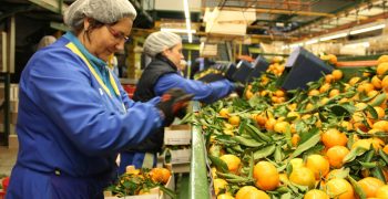 Morocco expects record citrus exports