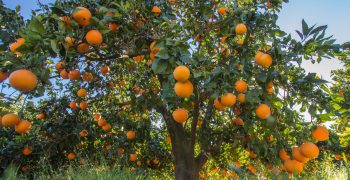 Italy’s orange production forecast to fall by 10% in 2017/18 campaign