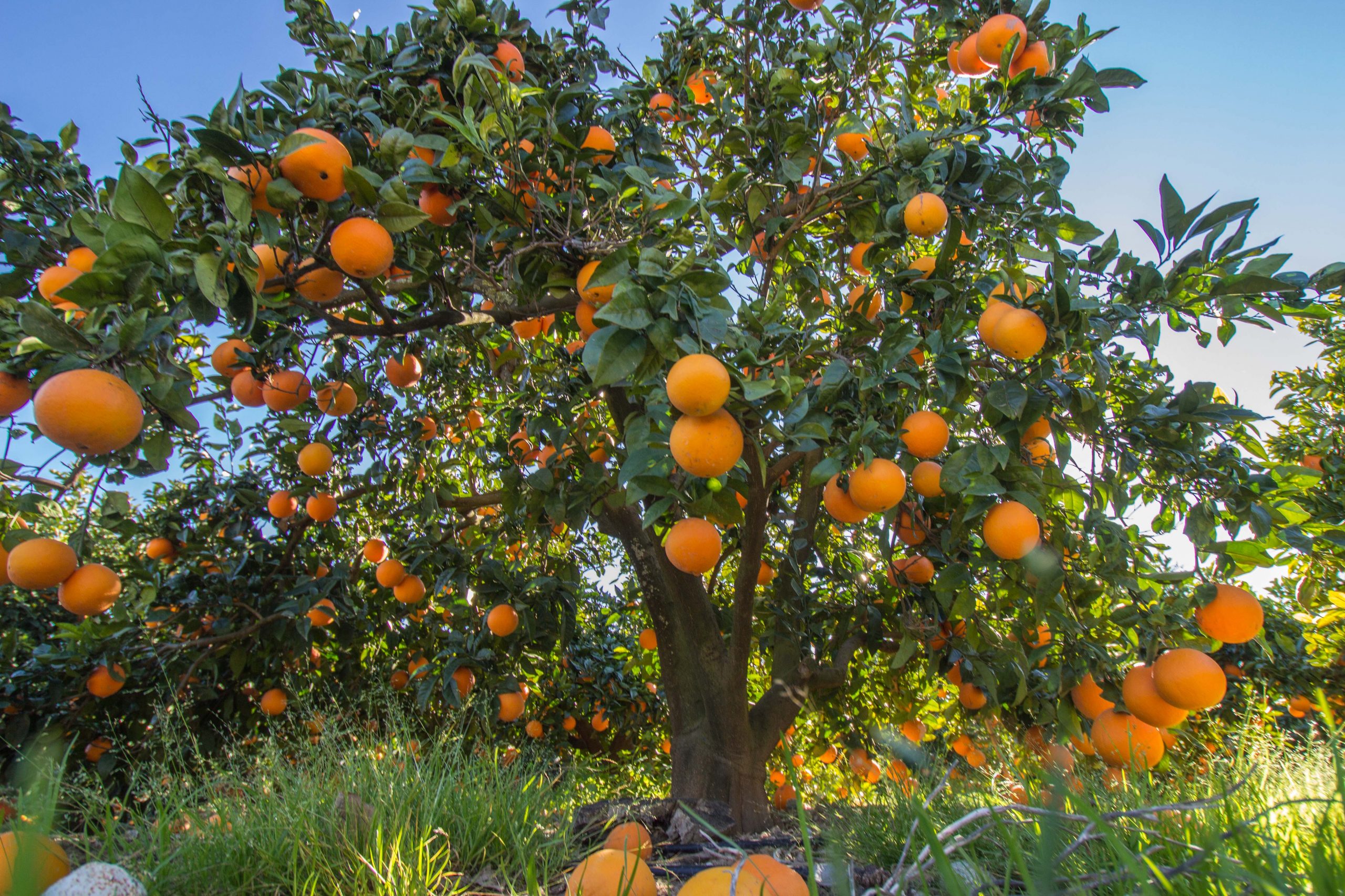 naranja italia