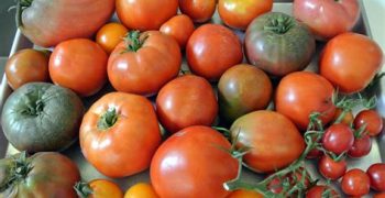 Russia authorises imports from two more Turkish tomato suppliers