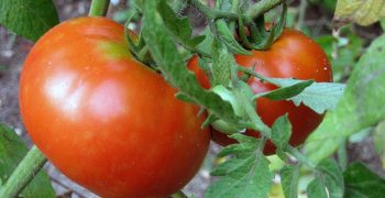 The unique nature of the UK tomato market