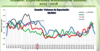Ecuador’s banana exports drop 13%