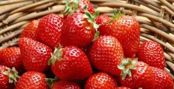 German strawberry prices fall to €2/kg by end of May