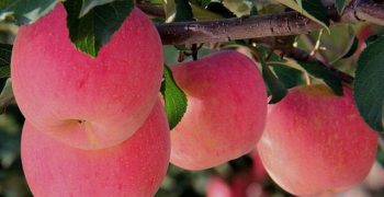 Trading price of apple futures in Zhenzhou rockets